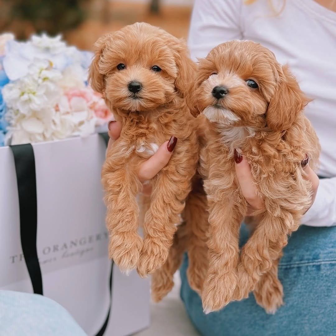 Toy Poodle puppies for sale in Texas at Tiny Paw